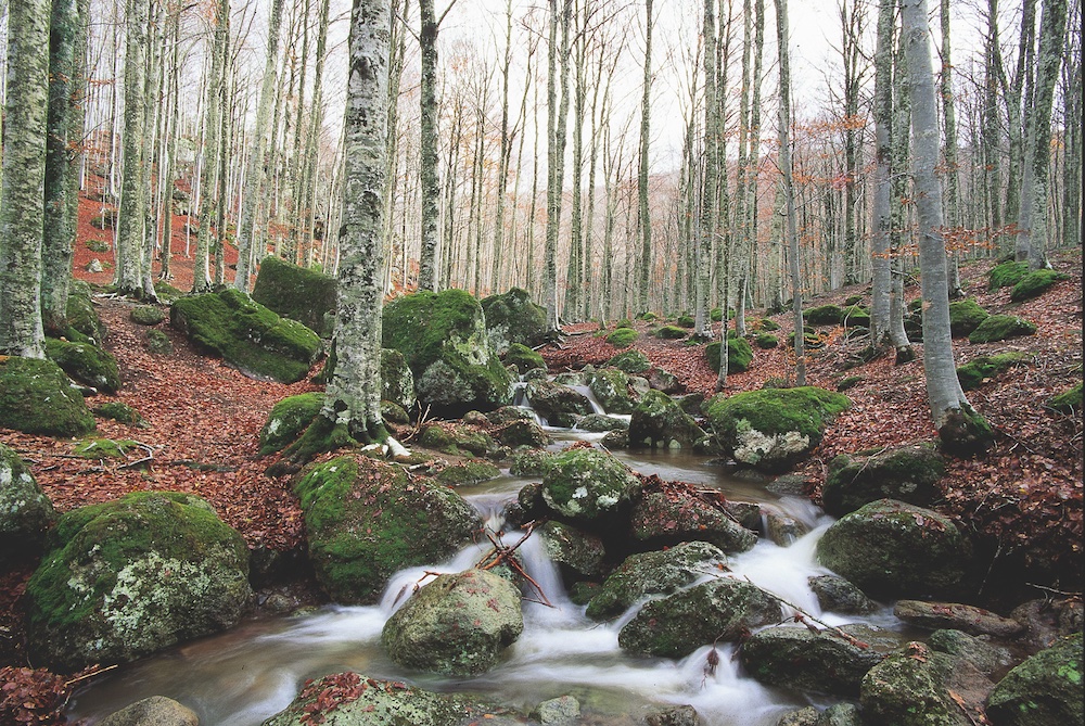 amiata gr 2 consorzio forestale dellamiata