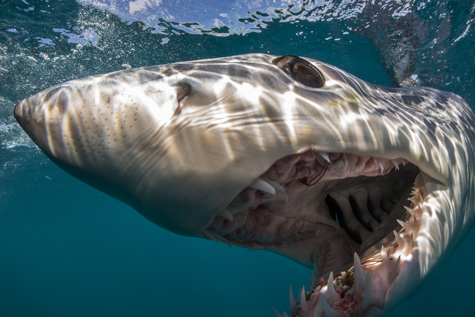 shortfin mako sharks off the west coast of the north island of new zealand.