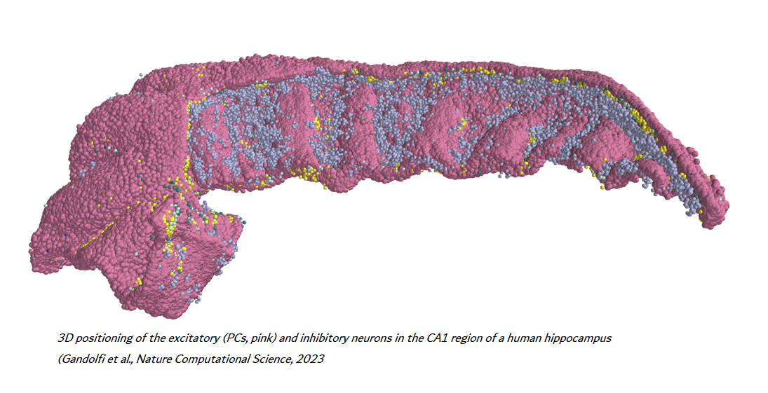 <strong>Creato il primo modello 3D della rete neurale dell’ippocampo umano</strong><strong> </strong>