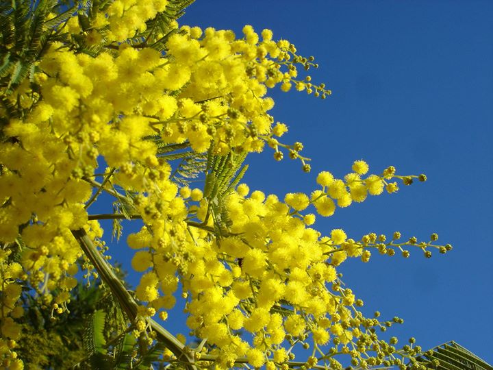 pianta di mimosa acacia dealbata vaso 20cm extra big 565 514