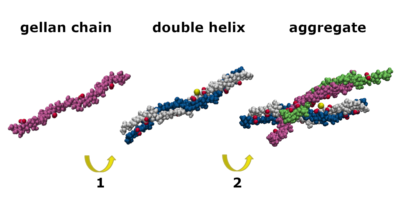 <strong>Un nuovo modello molecolare spiega come si formano i gel</strong>