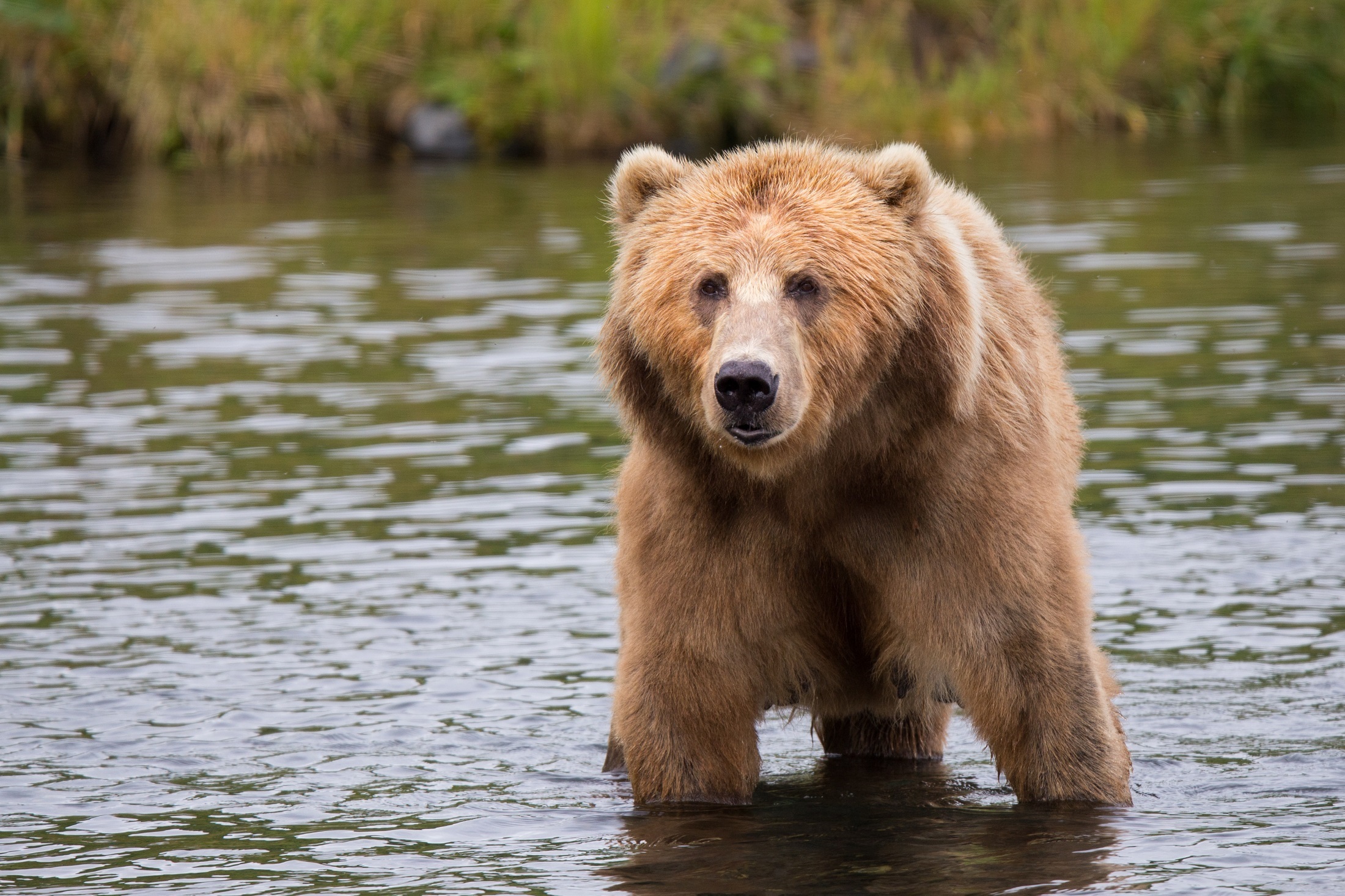 kodiak brown bear adult portrait wildlife 158109