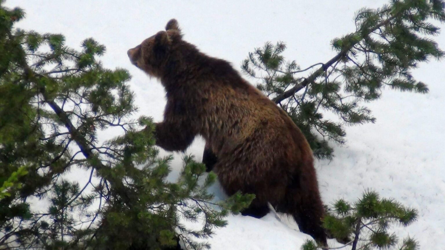 orso aggredisce e ferisce uomo in val di sole