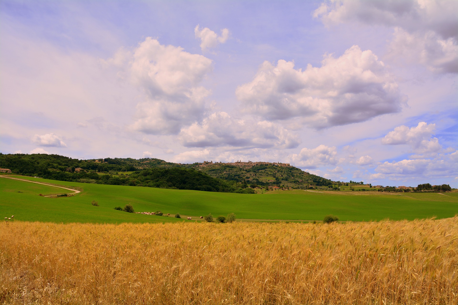agricoltura grano