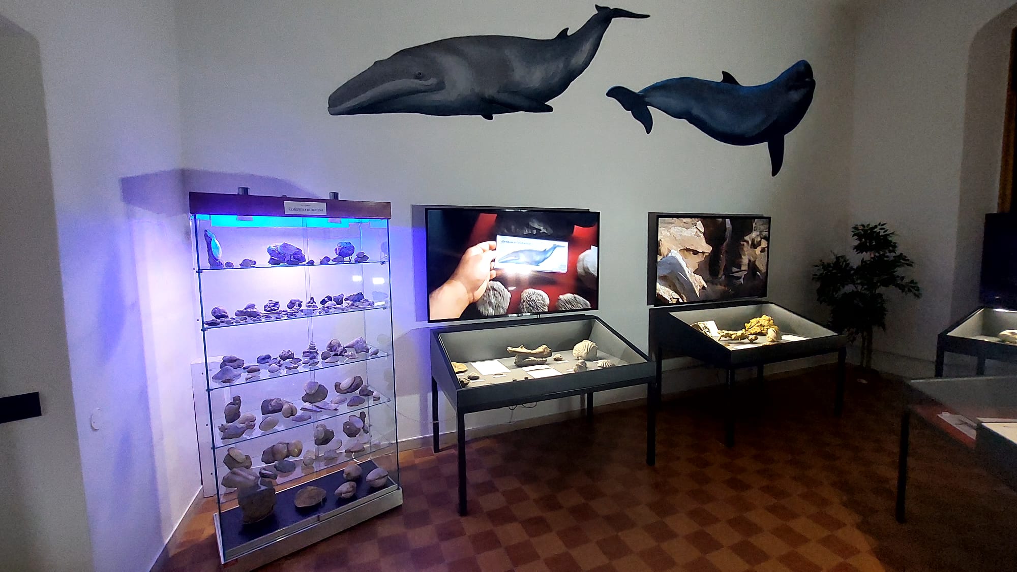 sala roberto burroni museo paleontologico scienza della terra 1