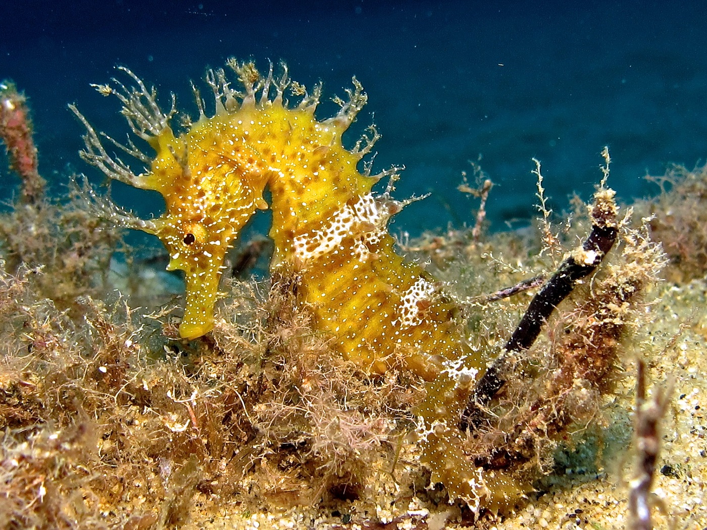 cavalluccio 2 foto di riccardo burallli diving in elba