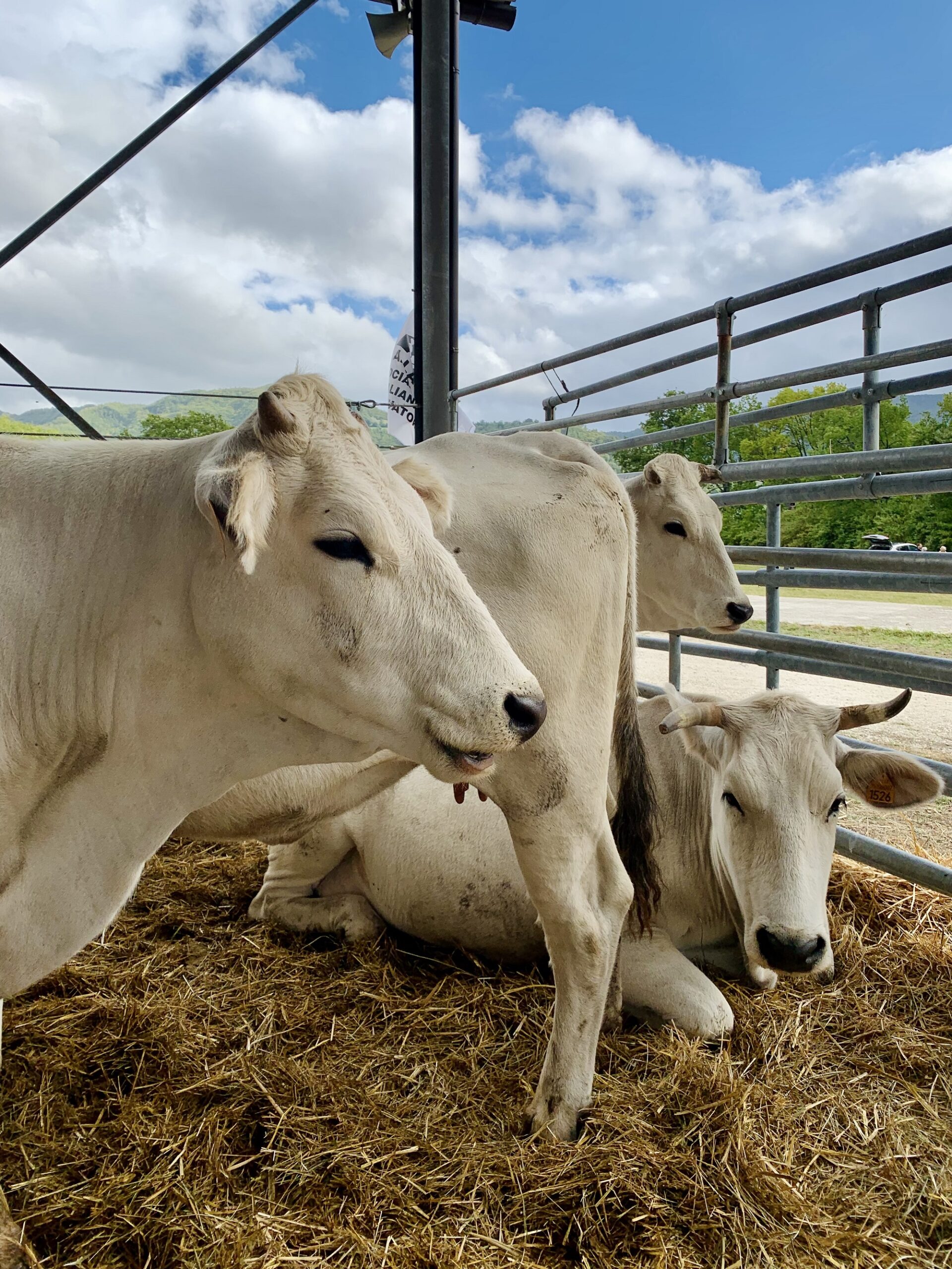 <strong>Vitellone Bianco Appennino Centrale IGP: domenica 28 maggio appuntamento a Bettolle con il laboratorio “Ri-conoscere la Chianina”</strong>