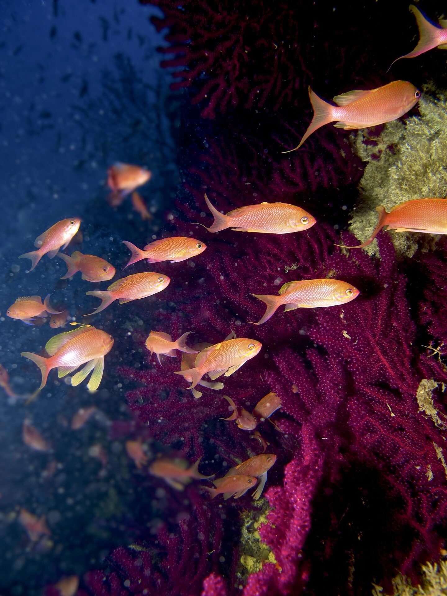 gorgonia antias foto di riccardo burallli diving in elba