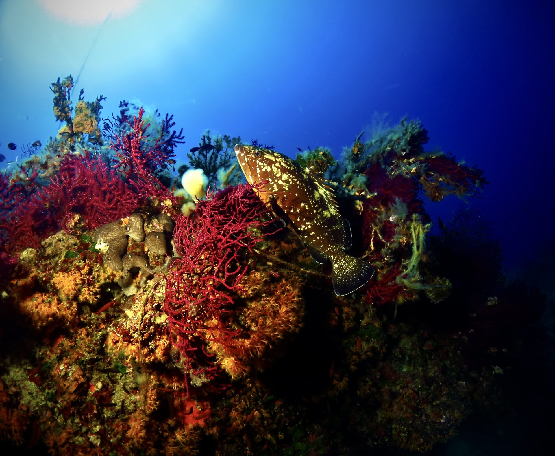 gorgonie e cernia foto di riccardo burallli diving in elba