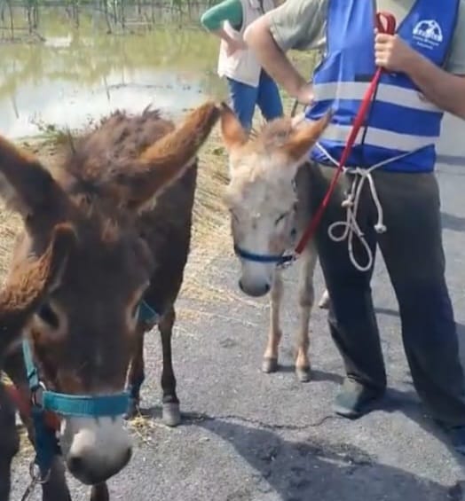 <strong>ALLUVIONE IN EMILIA-ROMAGNA, LEIDAA IN PRIMA LINEA PER SALVARE GLI ANIMALI.</strong>