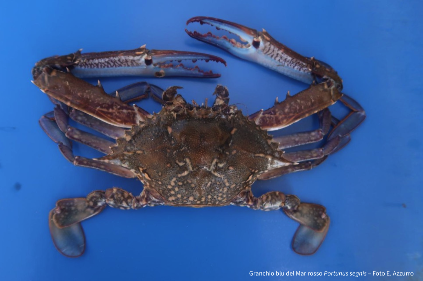 granchio blu del mar rosso portunus segnis – foto e. azzurro