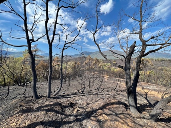 <strong>Incendi: la resilienza degli ecosistemi  </strong>