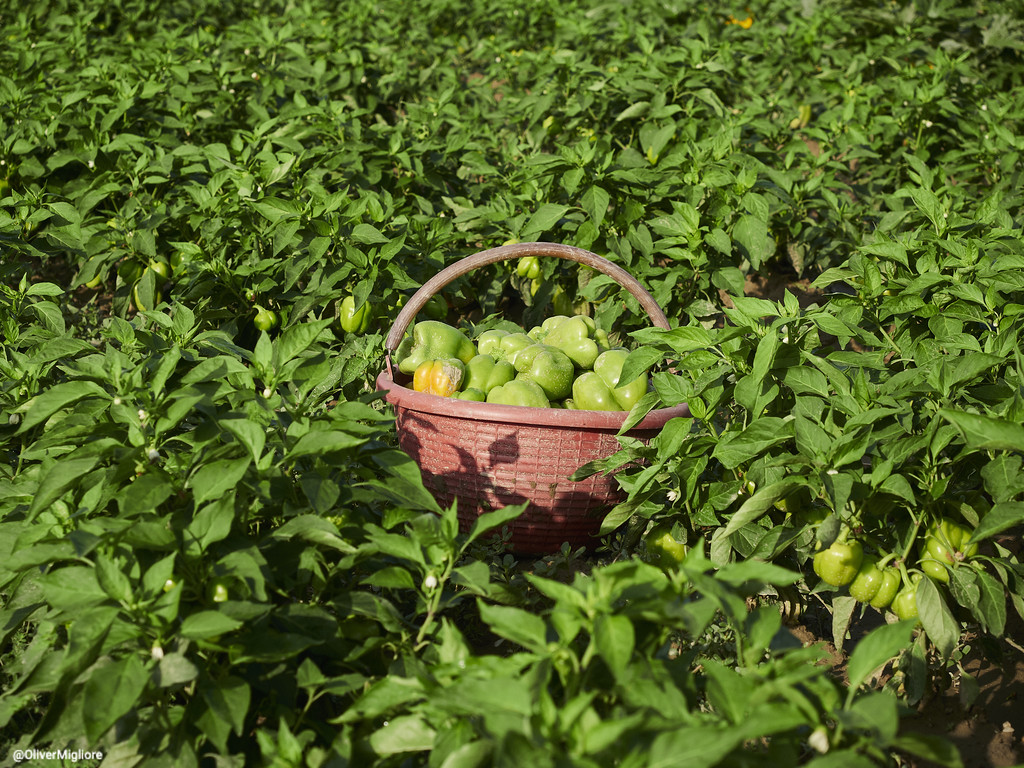 Il peperone di Voghera diventa Presidio Slow Food