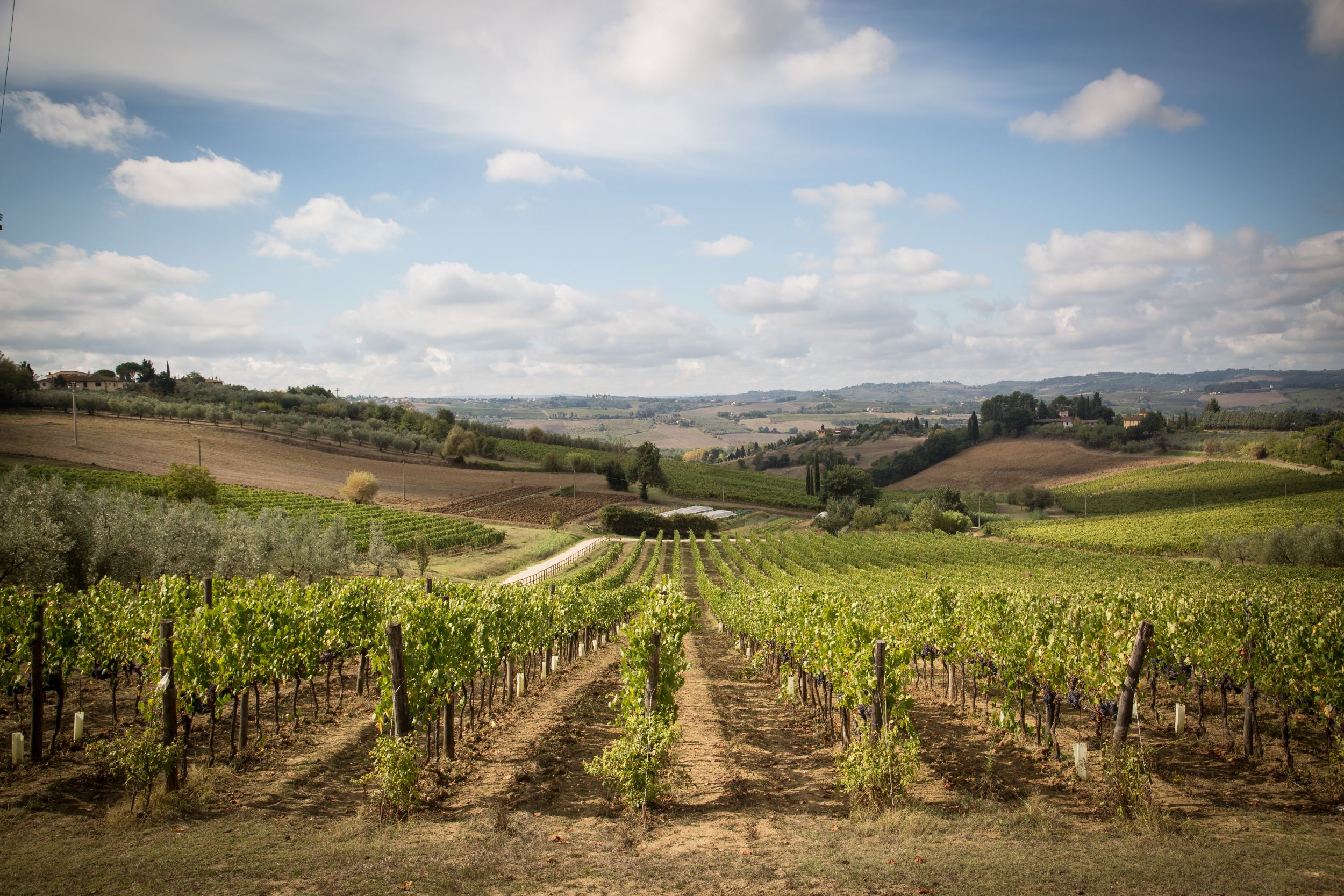 vigna san michele (1)