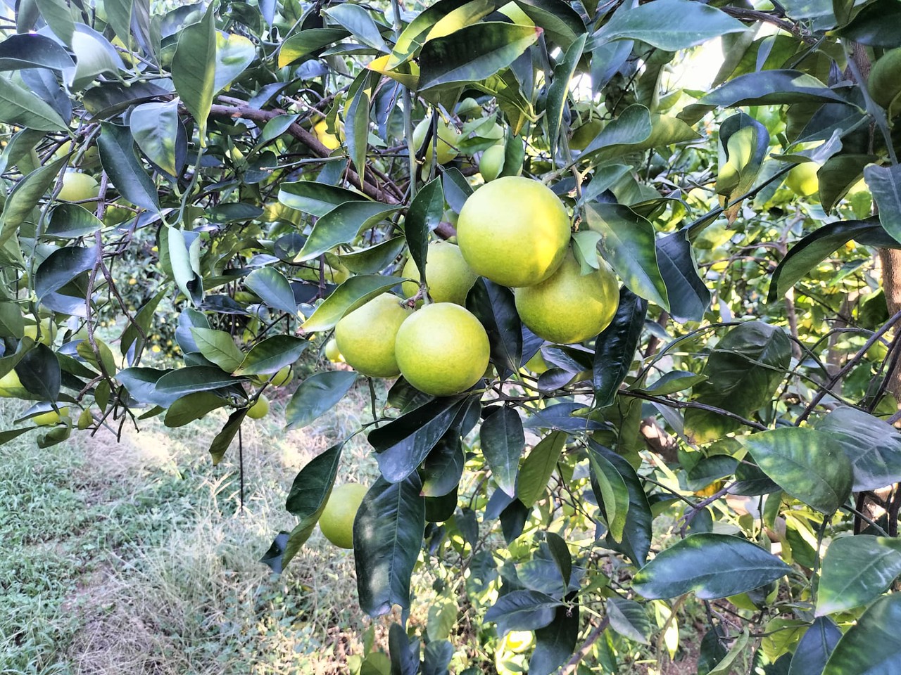 “Presidiamo la Puglia”, presentati a Bari sette nuovi Presìdi Slow Food, frutto della sinergia fra Regione Puglia e Slow Food Puglia